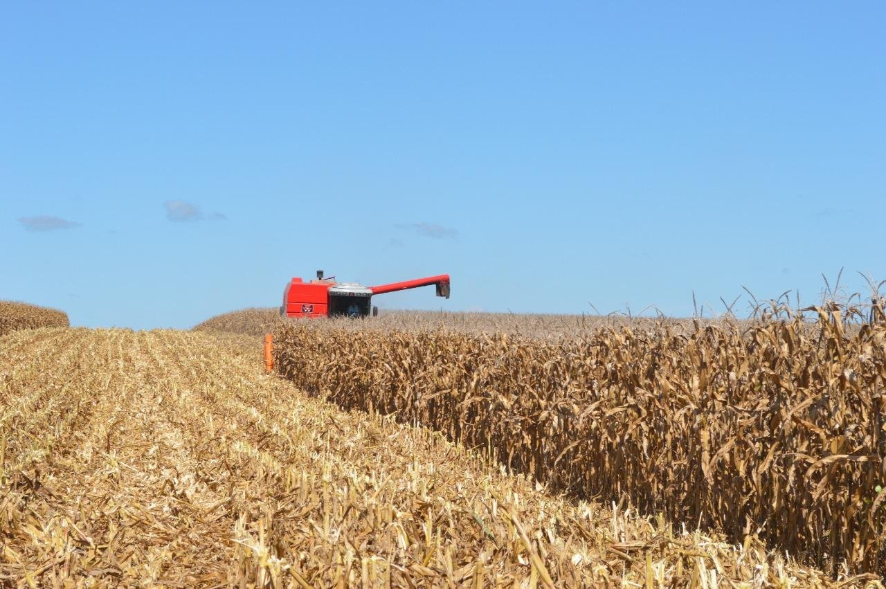 Agricultores recebem R$ 80 pela saca, mas temem que custos em alta e menor disponibilidade do gr&atilde;o reduzam  ganhos