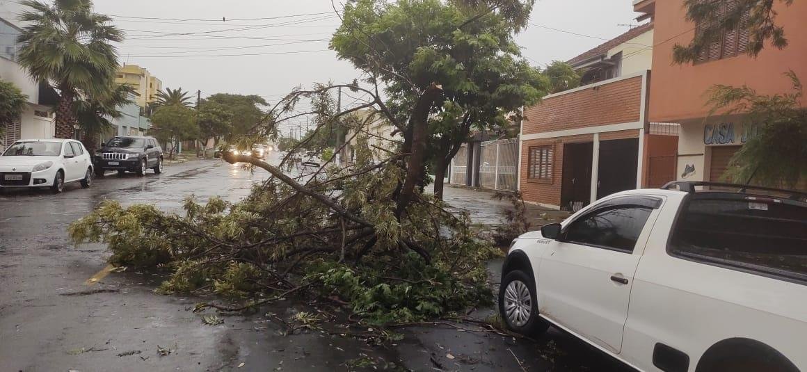 &Aacute;rvores foram derrubadas durante o temporal