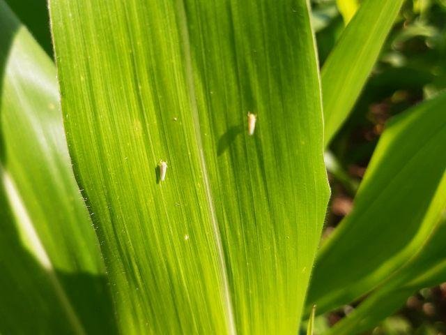 Inseto &eacute; vetor de doen&ccedil;as da planta