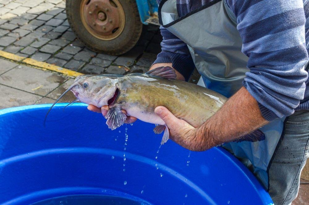 Em Caxias, a estimativa &eacute; vender cerca de 33 toneladas de peixe