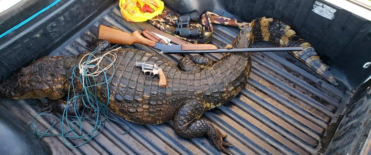 R&eacute;ptil foi encontrado com um ca&ccedil;ador em uma &aacute;rea de banhado de uma reserva ambiental