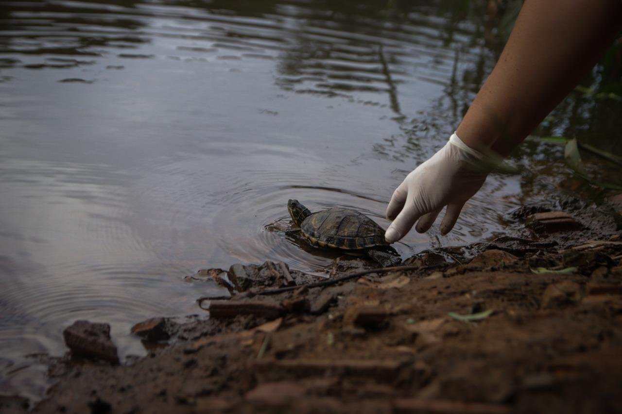 Todos os animais foram resgatados em via p&uacute;blica ou a partir do chamado de moradores