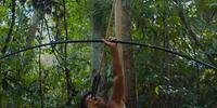 Filme ‘A Última Floresta’ retrata um grupo yanomami isolado, que vive ao Norte do Brasil e ao Sul da Venezuela