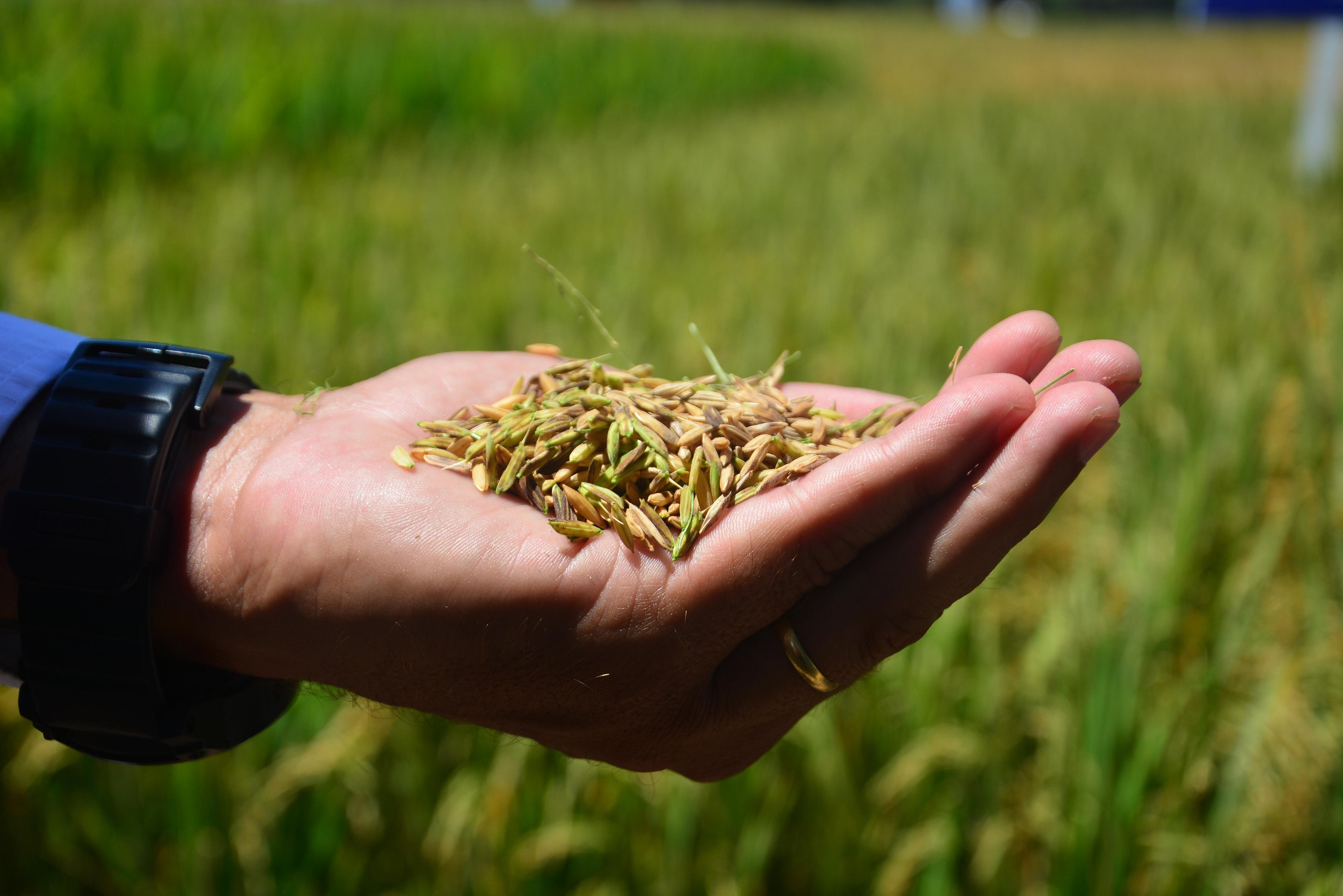 De janeiro a mar&ccedil;o, vendas externas do cereal brasileiro alcan&ccedil;aram 207,7 mil toneladas