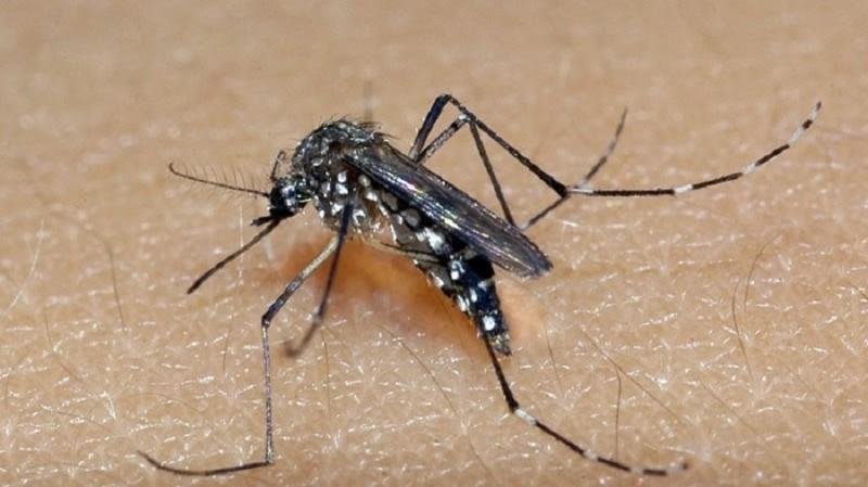 N&uacute;mero de mortes por dengue superou o de 2015 e atingiu 987 &oacute;bitos