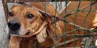 Joly foi entregue para a Secretaria Extraordinária dos Direitos dos Animais que providenciou cuidados veterinários