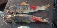 Diversos pescadores têm pescado peixes destroçados por causa do invasor