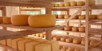 Produtores de queijo artesanal serrano vão poder solicitar o selo arte