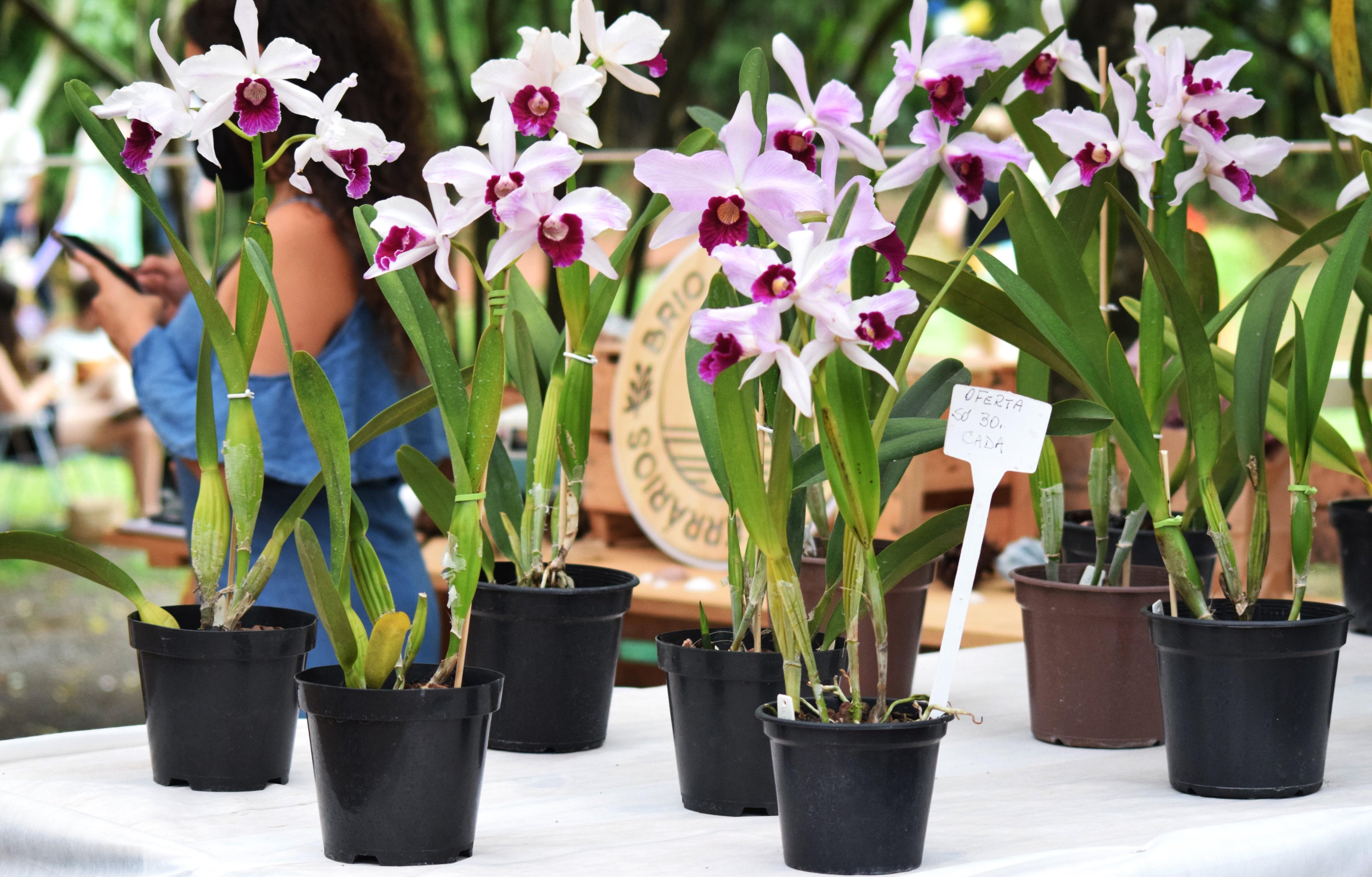 Diversas flores, plantas ornamentais, al&eacute;m de suculentas e cactos, orqu&iacute;deas, brom&eacute;lias, entre outras, estar&atilde;o dispon&iacute;veis para venda