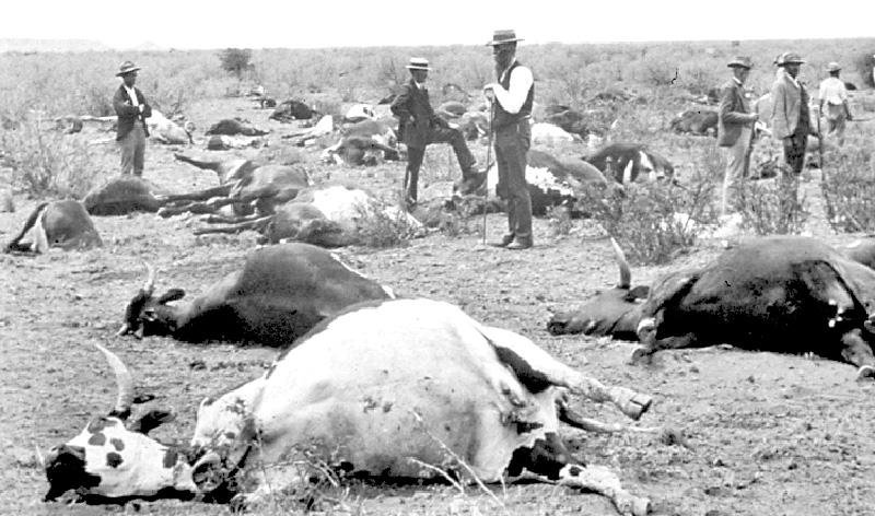 A peste bovina em S&atilde;o Paulo trouxe preju&iacute;zos para a pecu&aacute;ria ga&uacute;cha