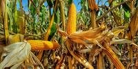 Agricultores têm  42 opções de cultivares de milho para escolher para o plantio