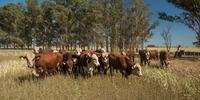 Retirada da imunização do rebanho bovino sinaliza ao mundo que vírus não circula e que sanidade animal é excelente