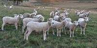 São 377 ovinos inscritos