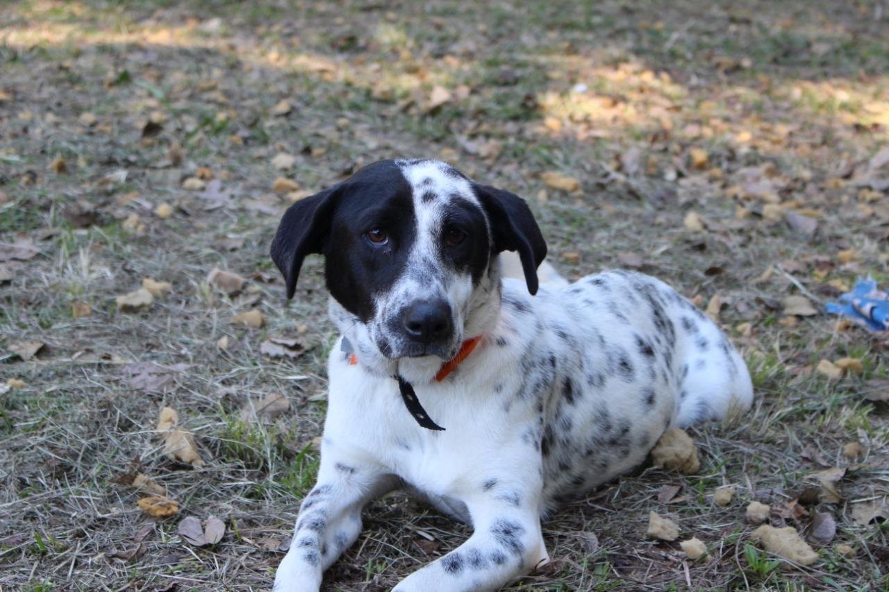 O animal s&iacute;mbolo do projeto &eacute; uma cadela, ainda sem nome, resgatada da rua e que estava com cinomose