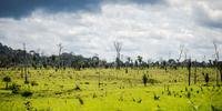 Alertas de desmatamento na Amazônia saltam 64% em maio