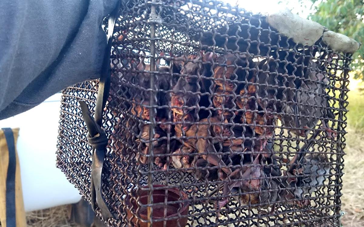 Produtores rurais que localizarem ref&uacute;gios de morcegos hemat&oacute;fagos devem informar o fato