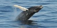 Mergulhador ficou cerca de 40 segundos dentro da baleia jubarte e acabou cuspido novamente na água