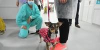 Cães do projeto Pet Terapia da UniRitter levaram alegria para pacientes e funcionários do Beneficência Portuguesa