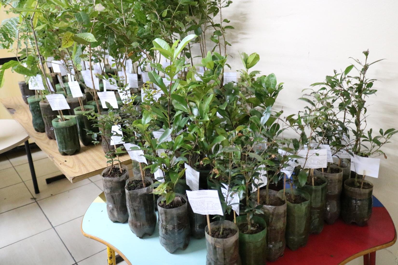 Ser&atilde;o distribu&iacute;das mudas de Manac&aacute; da Serra, Cedro, Paineira, Pata de Vaca, Pessegueiro-do-mato e Ing&aacute;-bugio, entre outras