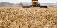 Pela primeira vez, desde 2014, área do trigo no Estado deve superar os 1 milhão de hectares