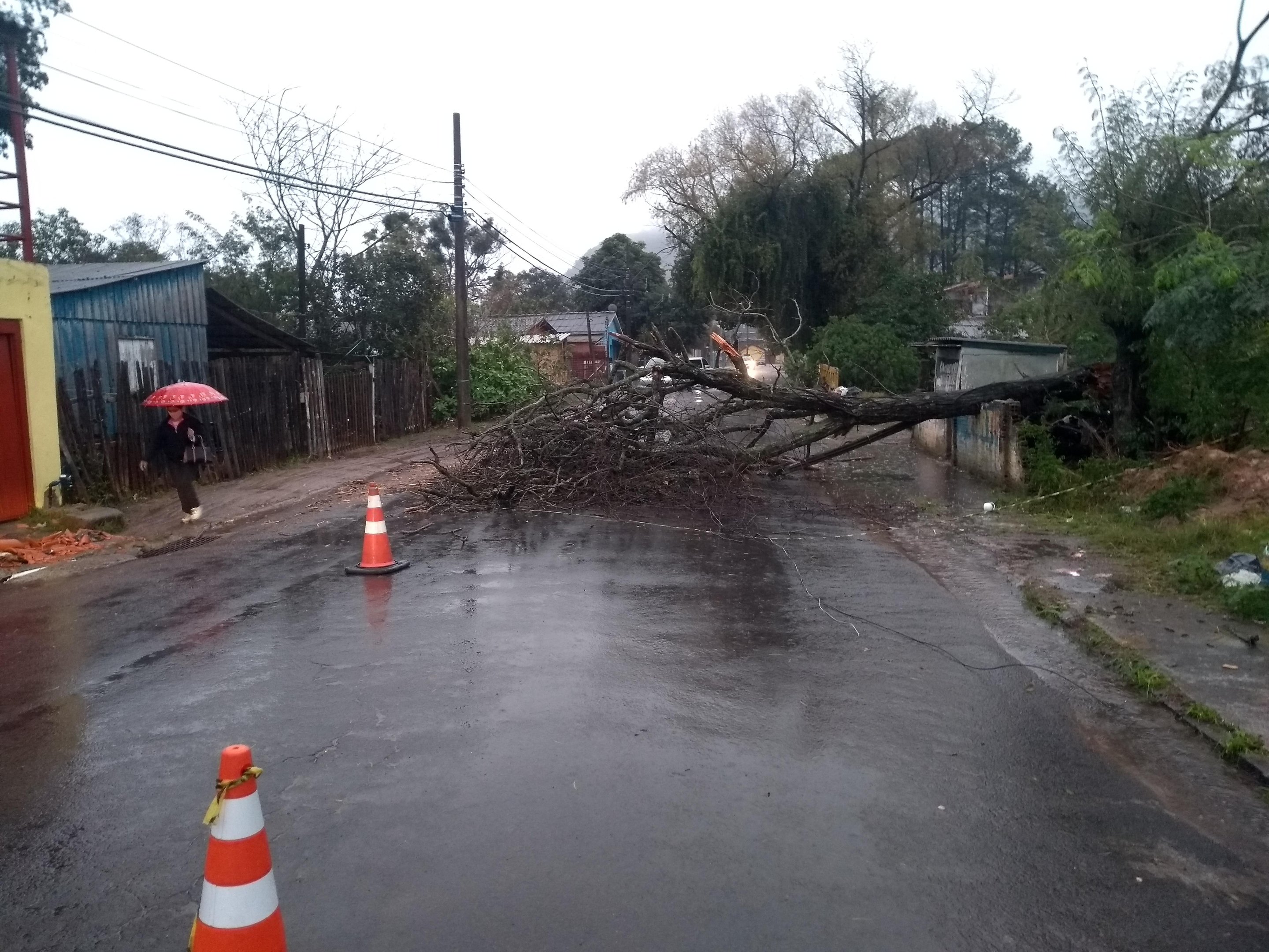 Na rua Marechal Rondon, &aacute;rvore bloqueia o tr&acirc;nsito
