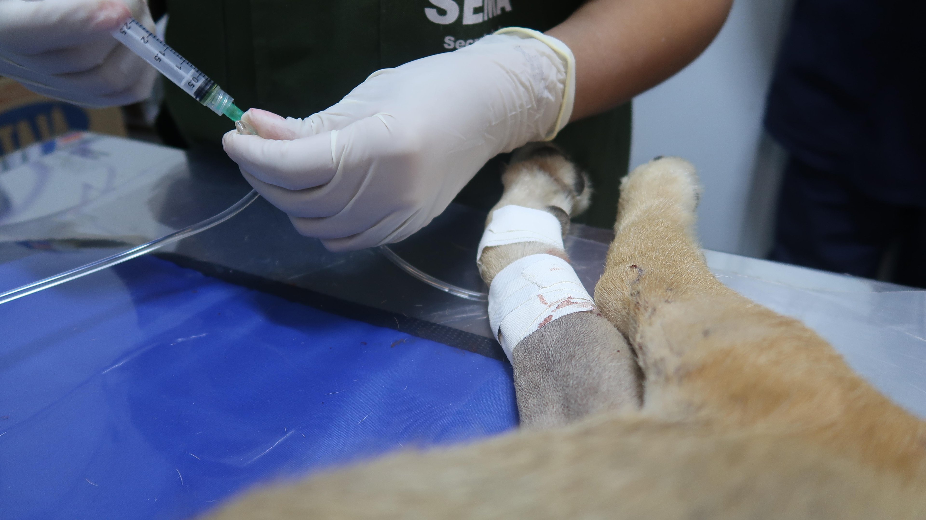 Cempra atende demandas da comunidade quanto a c&atilde;es e gatos de rua e de tutores de baixa renda comprovada desde 2019