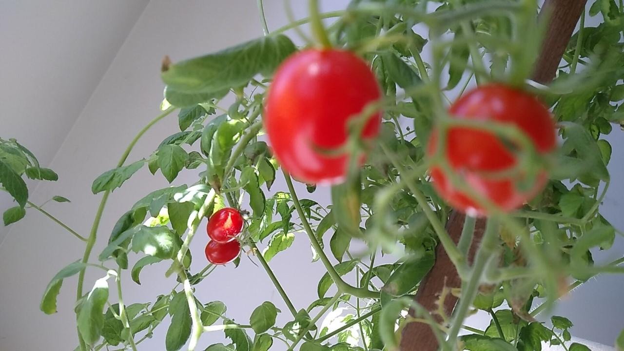 Mudas distribu&iacute;das s&atilde;o de &aacute;rvores e flores frut&iacute;feras nativas da regi&atilde;o