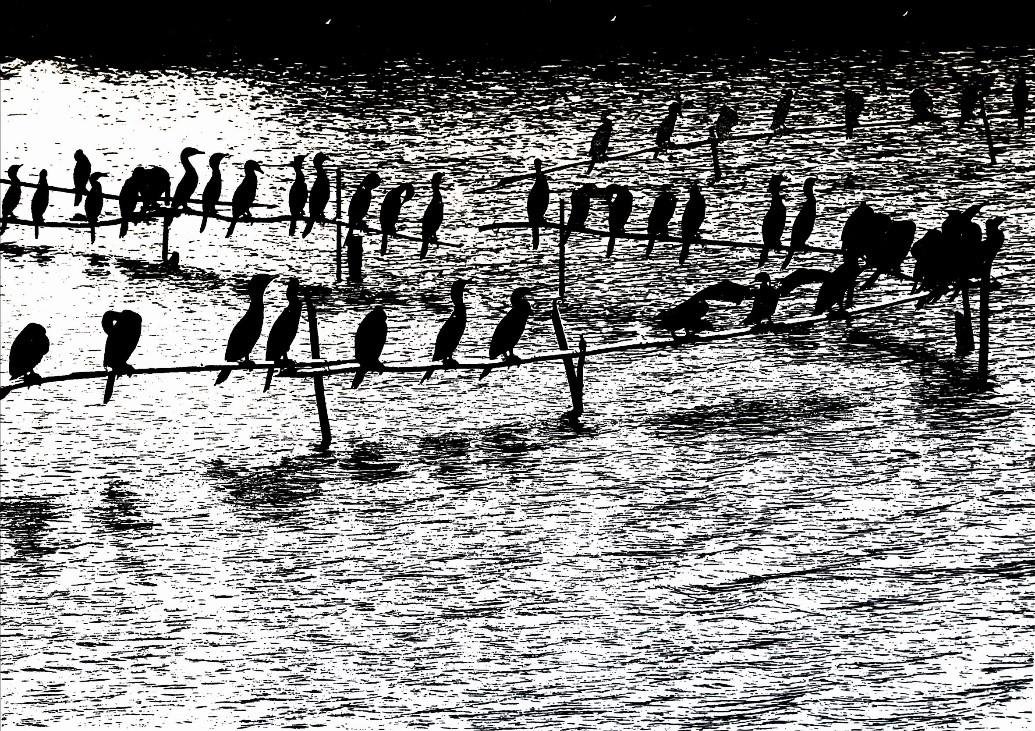 S&eacute;rie "Bigu&aacute;s"