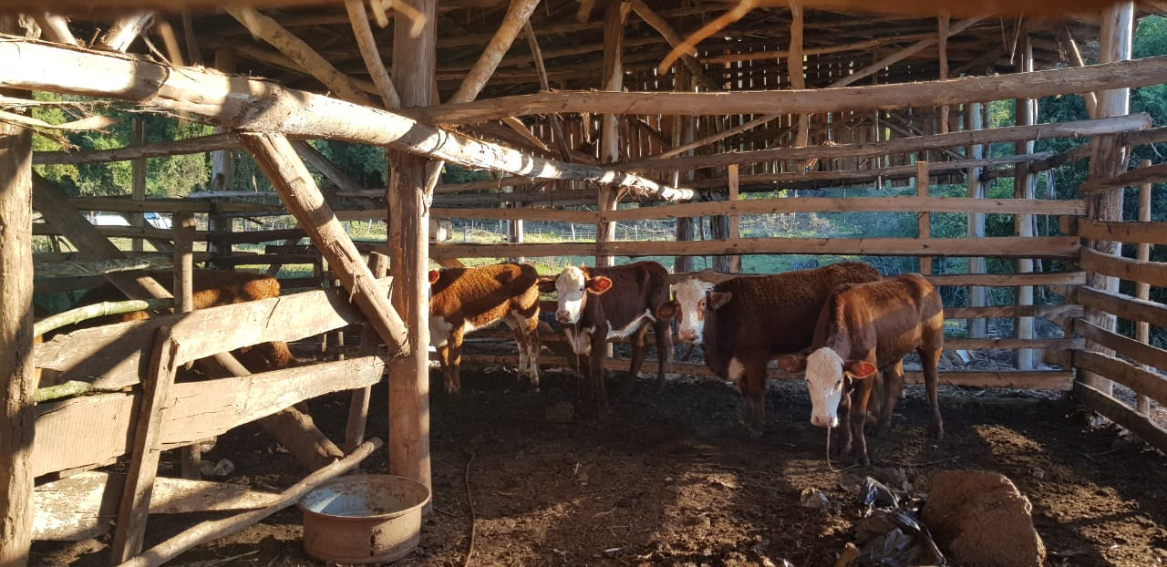 Os bovinos foram atravessados a nado pelo Rio Uruguai e estavam machucados e exauridos