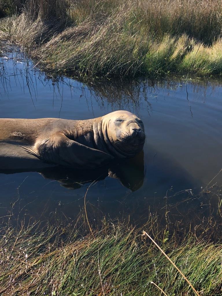 O elefante-marinho foi marcado com um carimbo no projeto Pin&iacute;pedes do Sul para um acompanhamento futuro quando ele seguir viagem