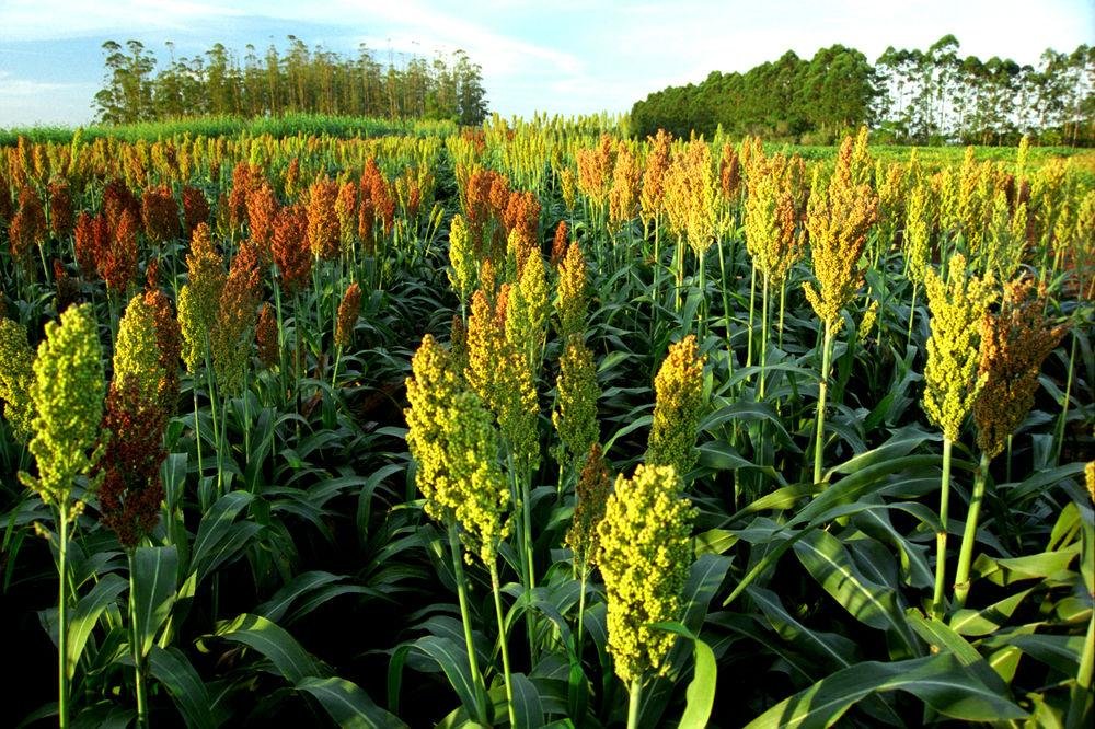 Sorgo &eacute; uma das culturas beneficiadas pelo programa do governo do Estado