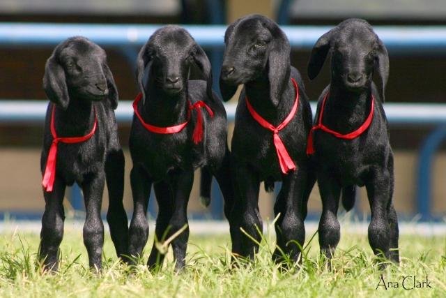 Ovelhas Santa In&ecirc;s est&atilde;o entre as 15 ra&ccedil;as ovinas que participar&atilde;o da feira