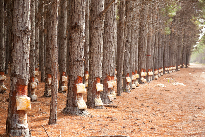 coleta de resina em floresta de pinus