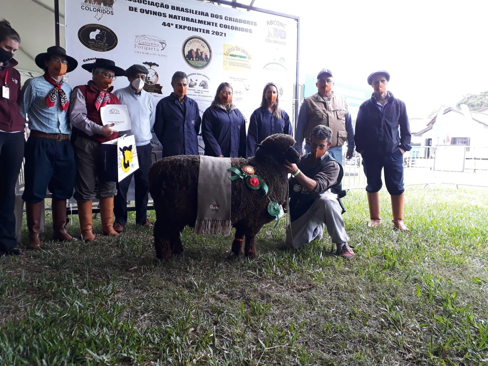Grande campe&atilde; da ra&ccedil;a Corriedale NC tem 25 meses, pesa 96 quilos e est&aacute; prenha