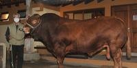 Recordista de peso foi o touro Limousin de quatro anos Guardião da Boa Esperança, box 1032, tatuagem EL 50247 G, com 1.245 quilos