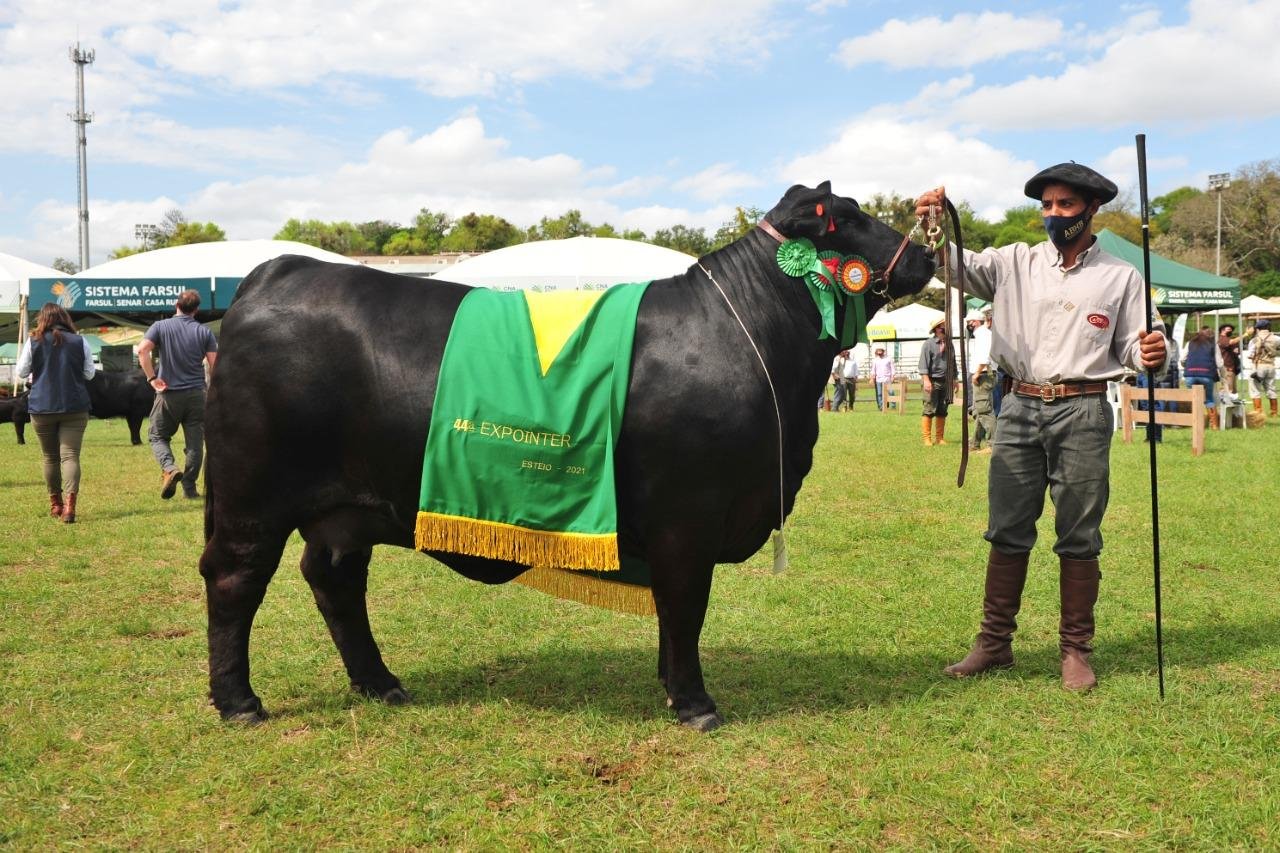Grande campe&atilde; Brangus na 44&ordf; Expointer