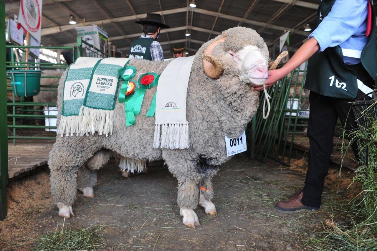 Grande campe&atilde;o Merino Australiano