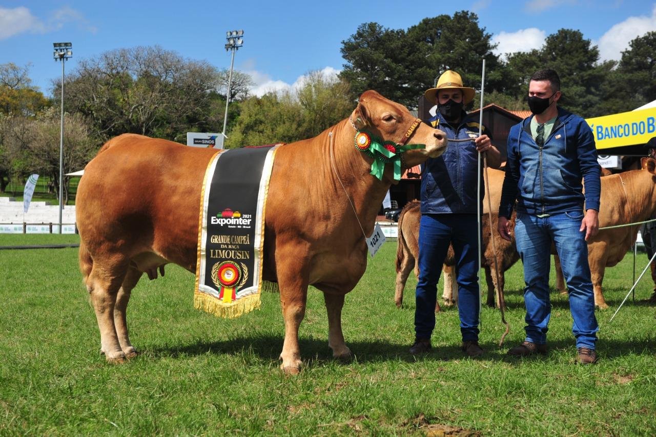 Grande campe&atilde; Limousin