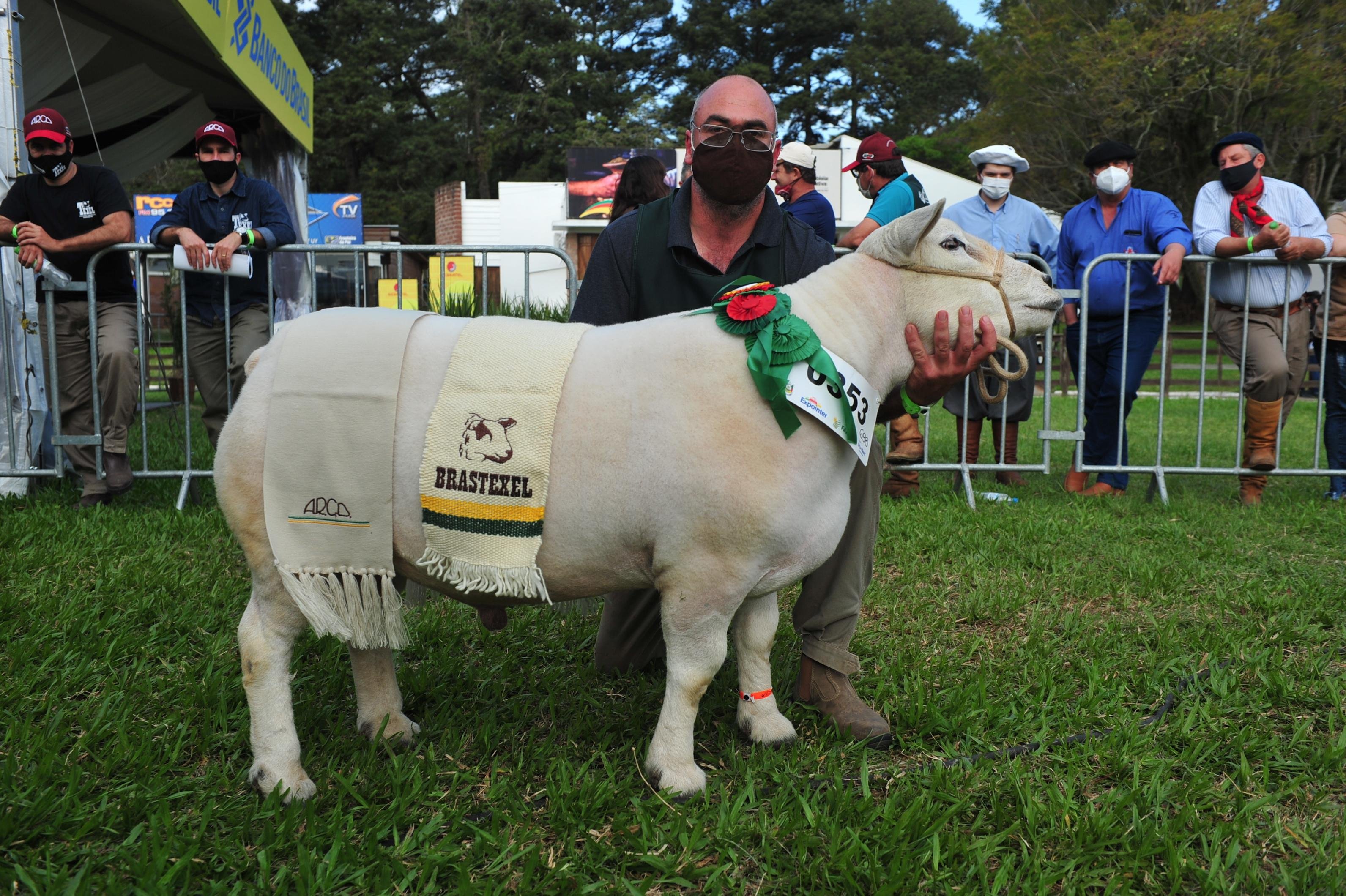 Grande campe&atilde;o Texel