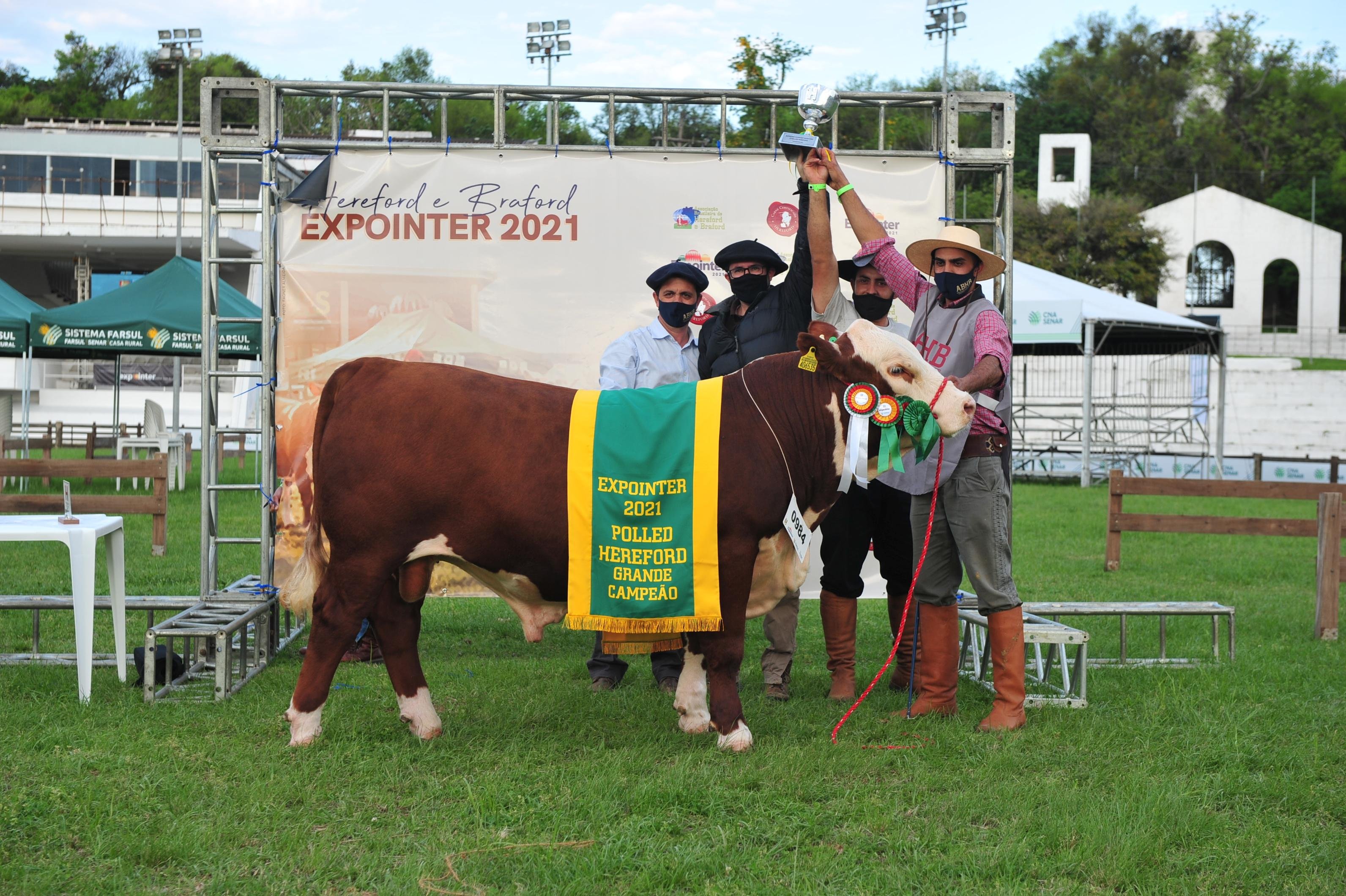 Grande campe&atilde;o Polled Hereford