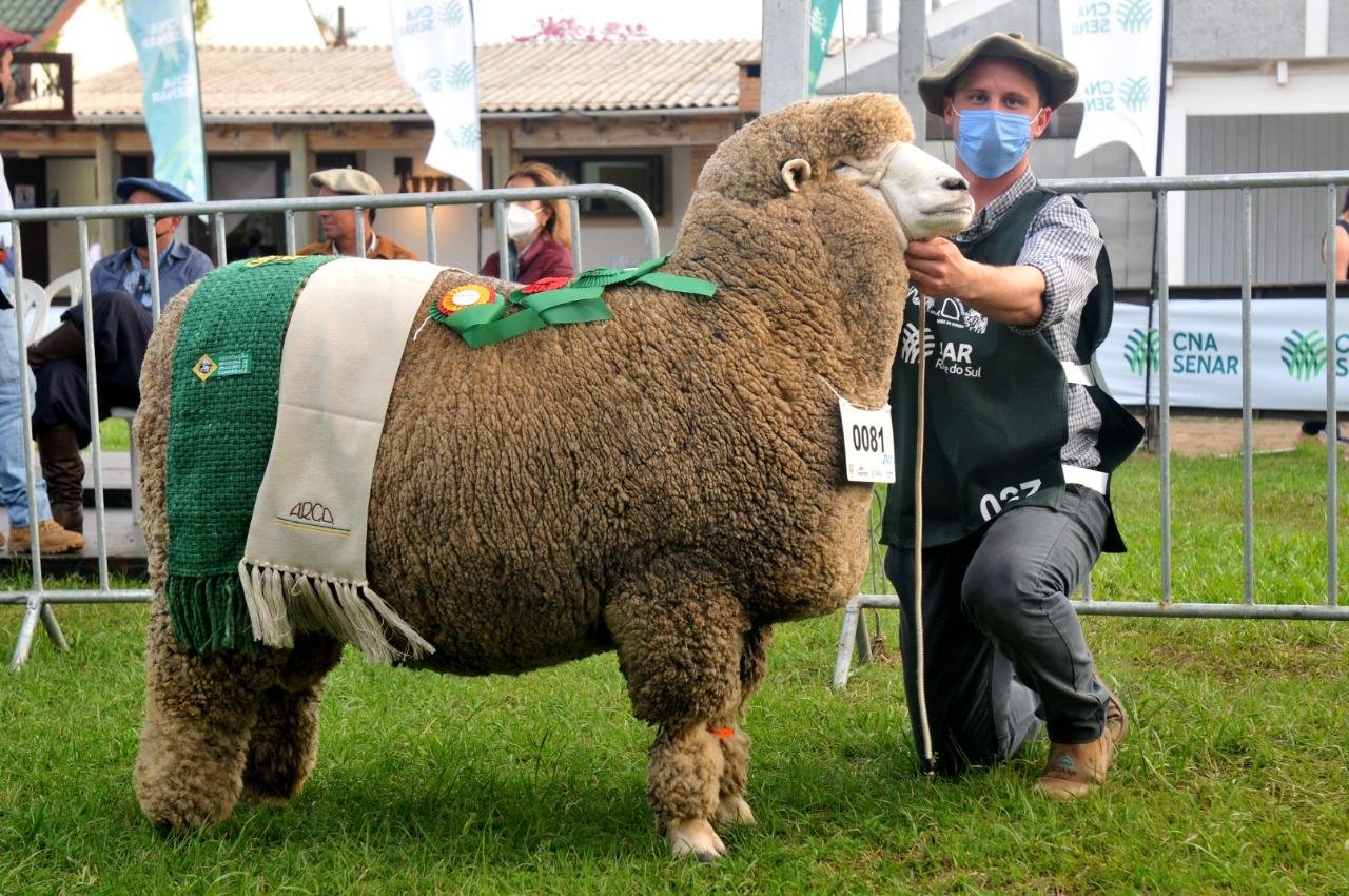 Grande campe&atilde;o Corriedale