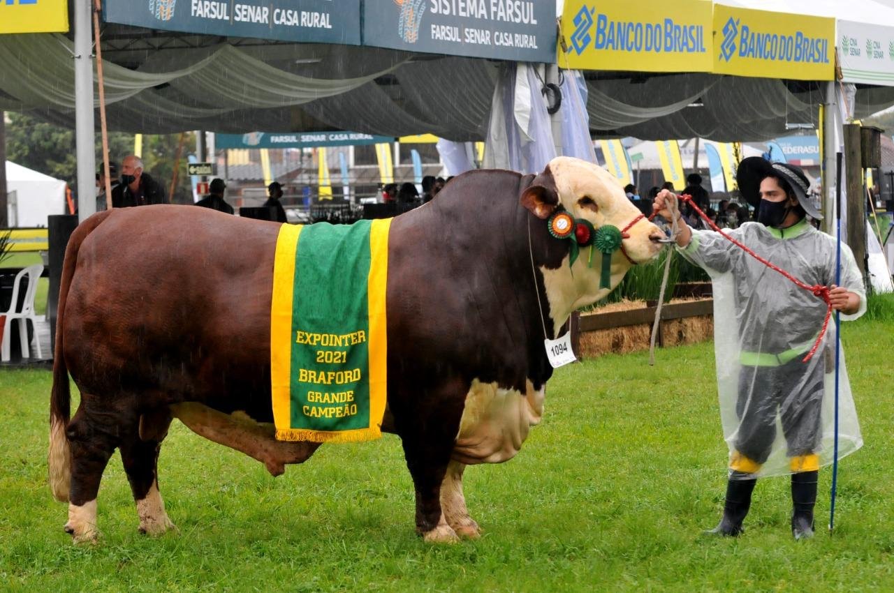 Grande campe&atilde;o Braford