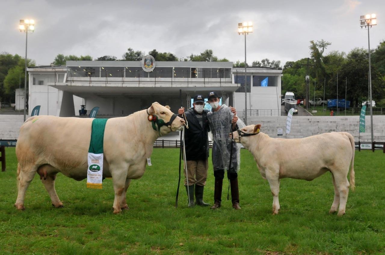 Grande campe&atilde; Charol&ecirc;s e sua cria
