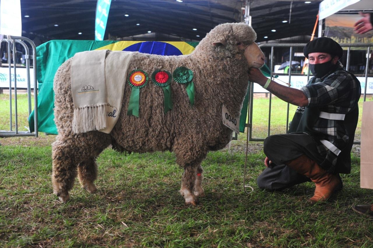 Grande Campe&atilde;o da ra&ccedil;a Ideal