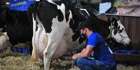Vaca leiteira na 44ª Expointer