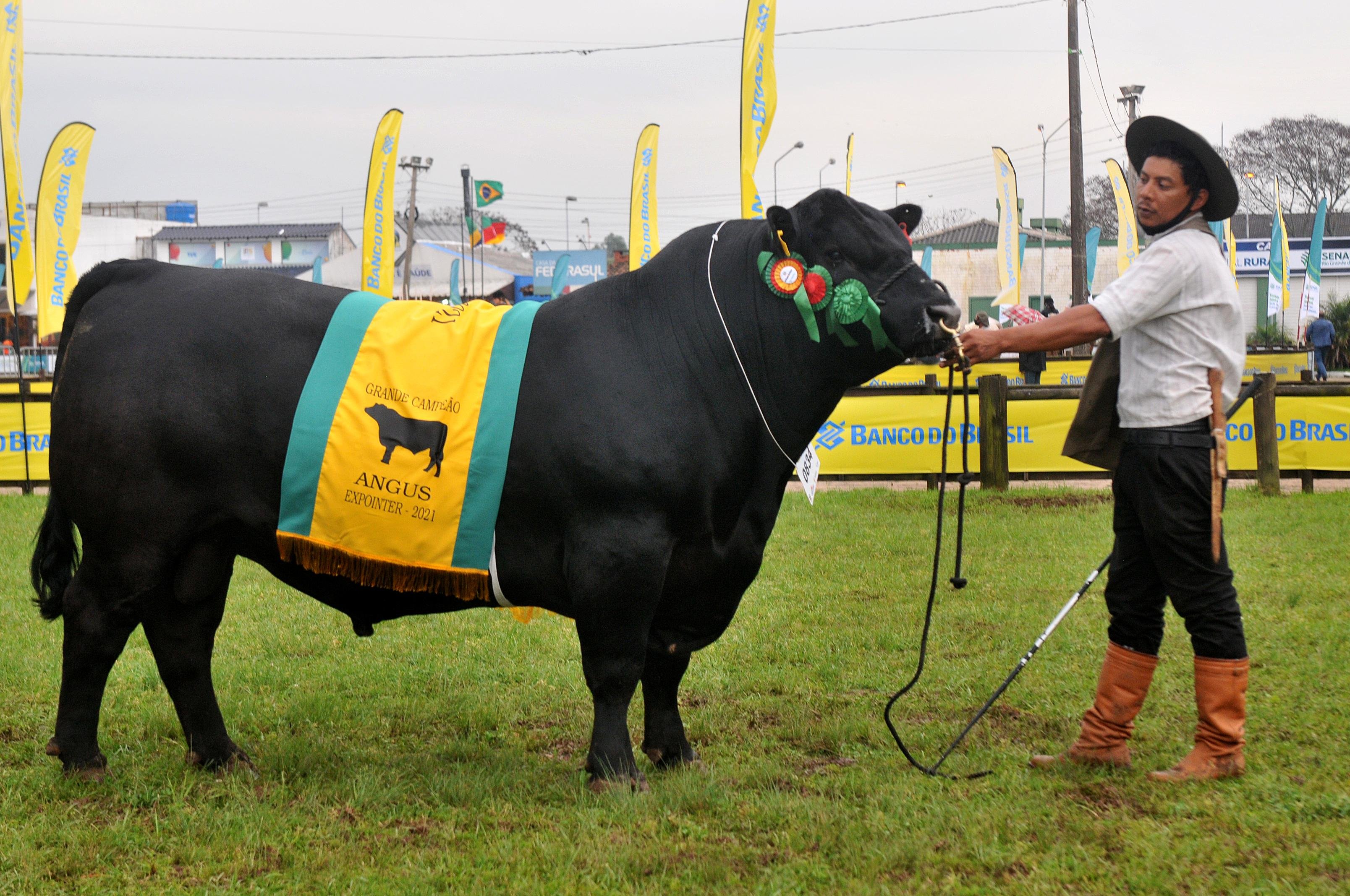 Grande campe&atilde;o Angus
