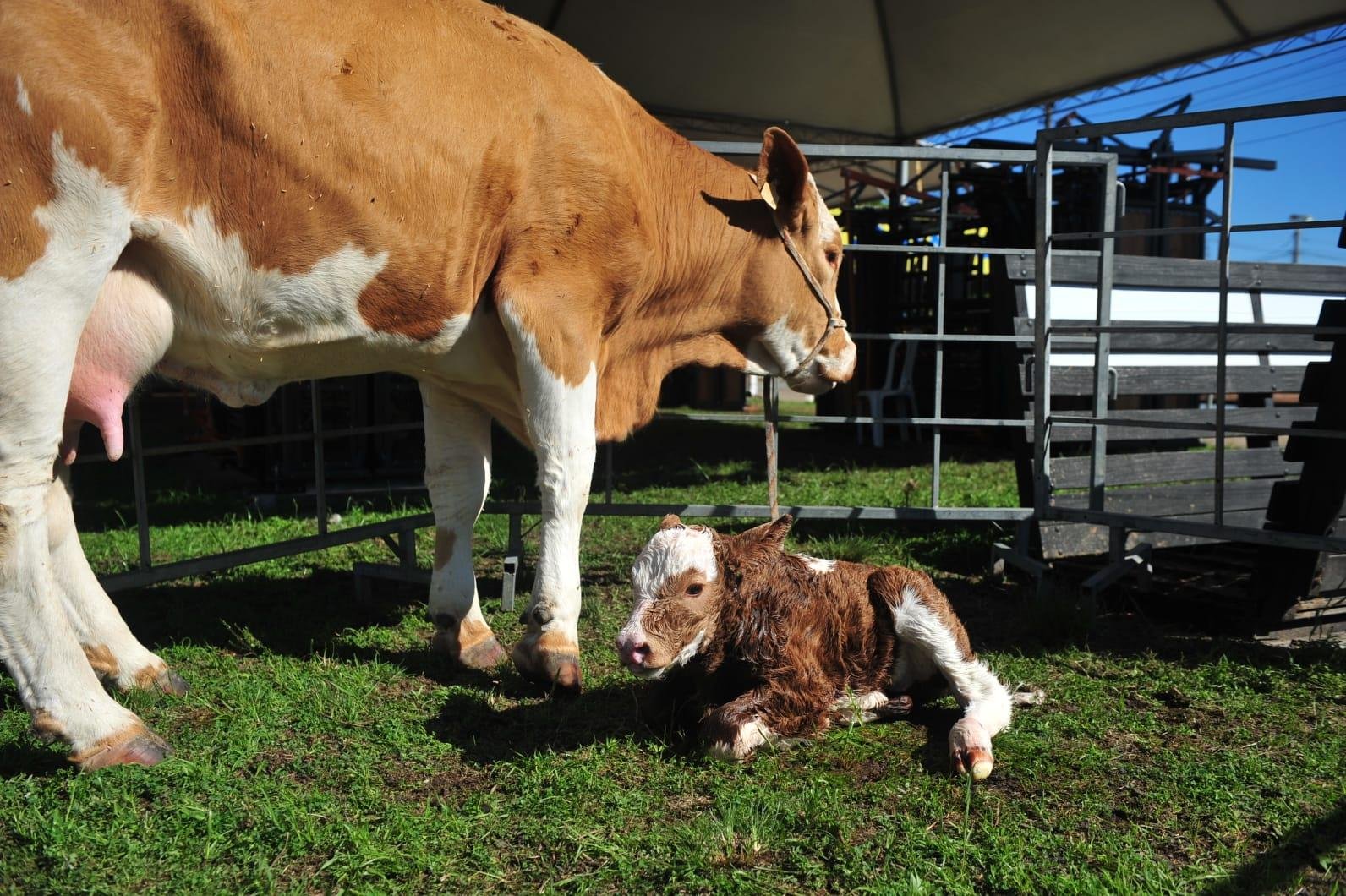 Parto ocorreu &agrave;s 8h45, quando a vaca Audrey Oder, de 2 anos e 6 meses, deu &agrave; luz ao bezerro