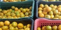Casal de agricultores André e Joanes Guerra doaram as frutas para evitar o desperdício de alimentos