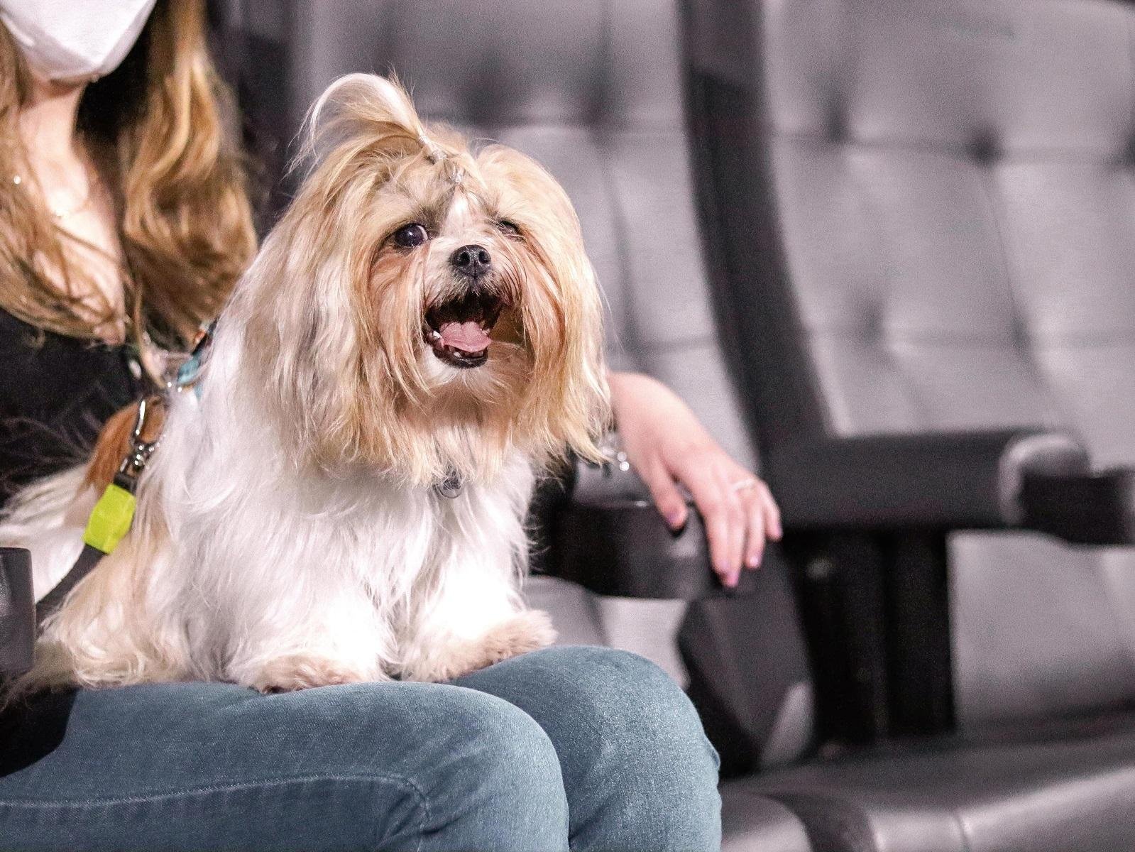 Sess&atilde;o de cinema especial neste s&aacute;bado, &agrave;s 14h, ir&aacute; celebrar a amizade entre humanos e seus bichinhos, com a anima&ccedil;&atilde;o "Patrulha Canina".