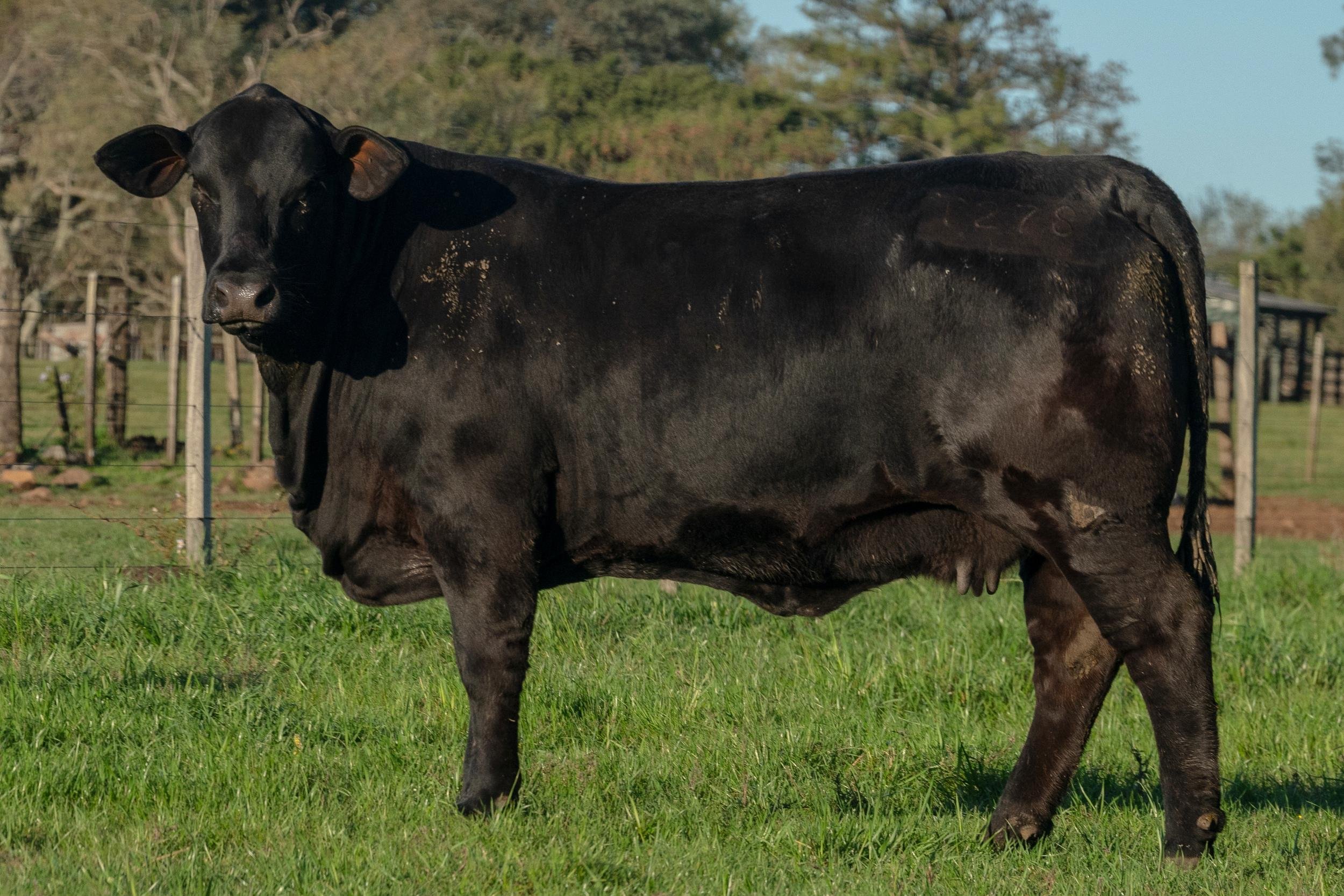 Animal mais valorizado do leil&atilde;o foi a f&ecirc;mea GAP Terra, com cota de 50% vendida a R$ 64 mil